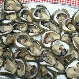 Due to feces in the sea, Ston oysters are infected with norovirus. Manifestation "Days of the Oyster of Mali Ston" canceled