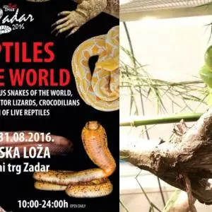 Izložba živih zmija iz cijeloga svijeta u Zadru