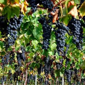 Hrvatski proizvođači vina imaju pravo korištenja naziva vinske sorte Teran