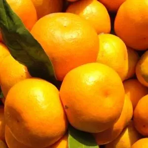 The first certified "Neretva mandarins" from now on in Croatian stores
