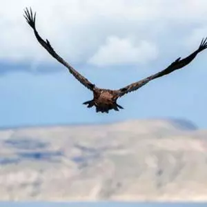Griffon vulture as a tourist product?