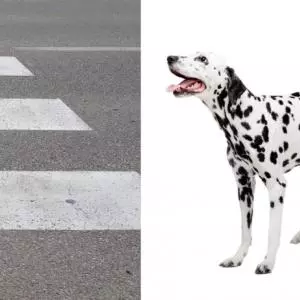 Pokrenuta inicijativa da se u Zadru pješački prijelaz oboji u šare psa Dalmatinera