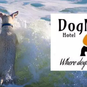 Young people in finding a new tourist niche - DogMa hotel
