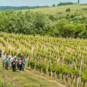 Peto izdanje jedinstvene šetnje kroz vinograde sjeverozapadne Istre uz vrhunsku gourmet ponudu