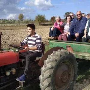 Tourists pay 100 euros to pick olives and ride in a tractor