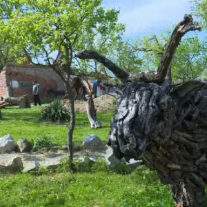 U Tematskom parku Pavletić otvorena izložba skulptura od vinove loze i drva masline