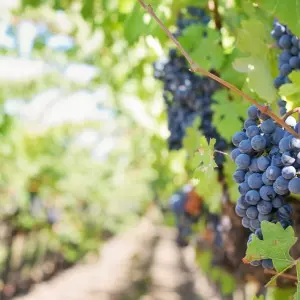 Objavljeni prošlogodišnji poslovni rezultati poduzetnika u proizvodnji vina i uzgoju grožđa