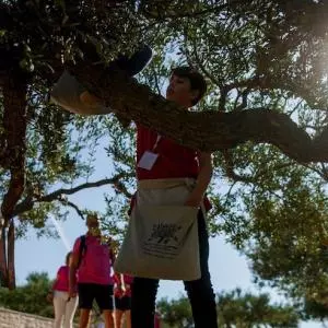 The World Olive Picking Championship on the island of Brač won the award for creative event of the year