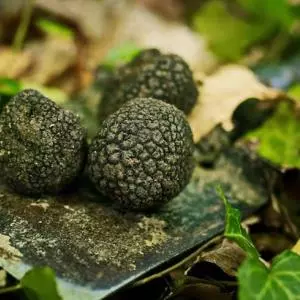 Black truffle of Turopolje grove as a new gastro brand of Turopolje
