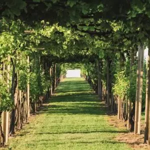 Odlična vinska priča u Osječko-baranjskoj županiji: 4 vinogorja, 4 vikenda vinskog hedonizma