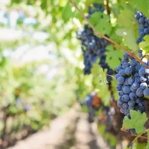HGK poziva na žurnu provedbu natječaja za pomoć vinarima