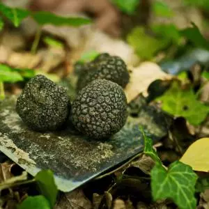 Croatian Forests and the Zagreb County Tourist Board signed an agreement on cooperation in promoting truffle growing