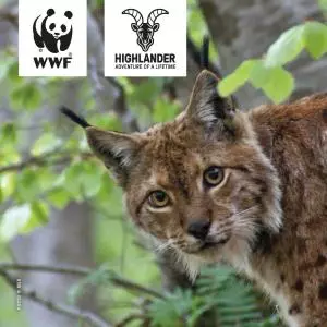 WWF and HIGHLANDER partners in rescuing endangered Balkan lynx