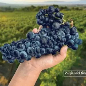 Kaštelanski crljenak, u svijetu proslavljen pod imenom zinfandel, dobio oznaku izvornosti