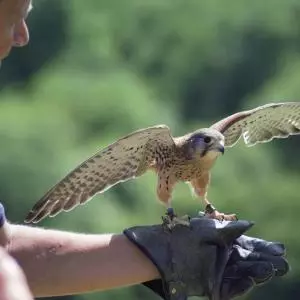 UNESCO has included falconry from Croatia on its list