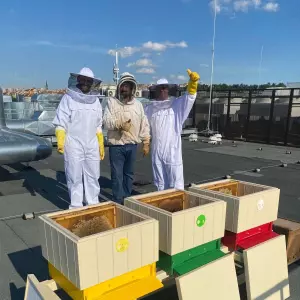 Marriott Prague on its roof launched a program of bee hotels