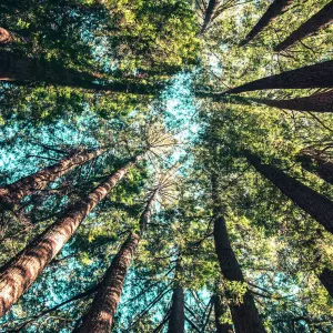 MINTS i HTZ pozvali turističke zajednice na sadnju drveća u cilju kompenzacije emisija CO2 iz vozila turista