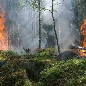 Electronic 'noses' help detect forest fires