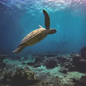 Pretjerani turizam i ilegalno sidrenje razlog su rastuće brige za popularno promatralište kornjača