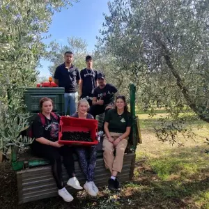 German high school students in Istria picked olives and participated in the process of making olive oil