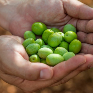 Italija: Raste interes za oleoturizam