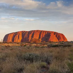 Pad zdravlja drveća u Australiji - skrivena i dugotrajna kriza prirode