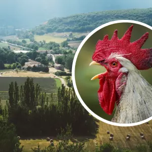 France: Posthumous victory of Maurice the rooster, a symbol of rural life and tourism
