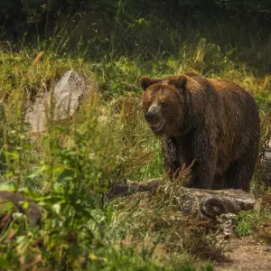 Problem sve većeg broja susreta s medvjedima proizlazi iz uništavanja staništa i širenja odlagališta otpada