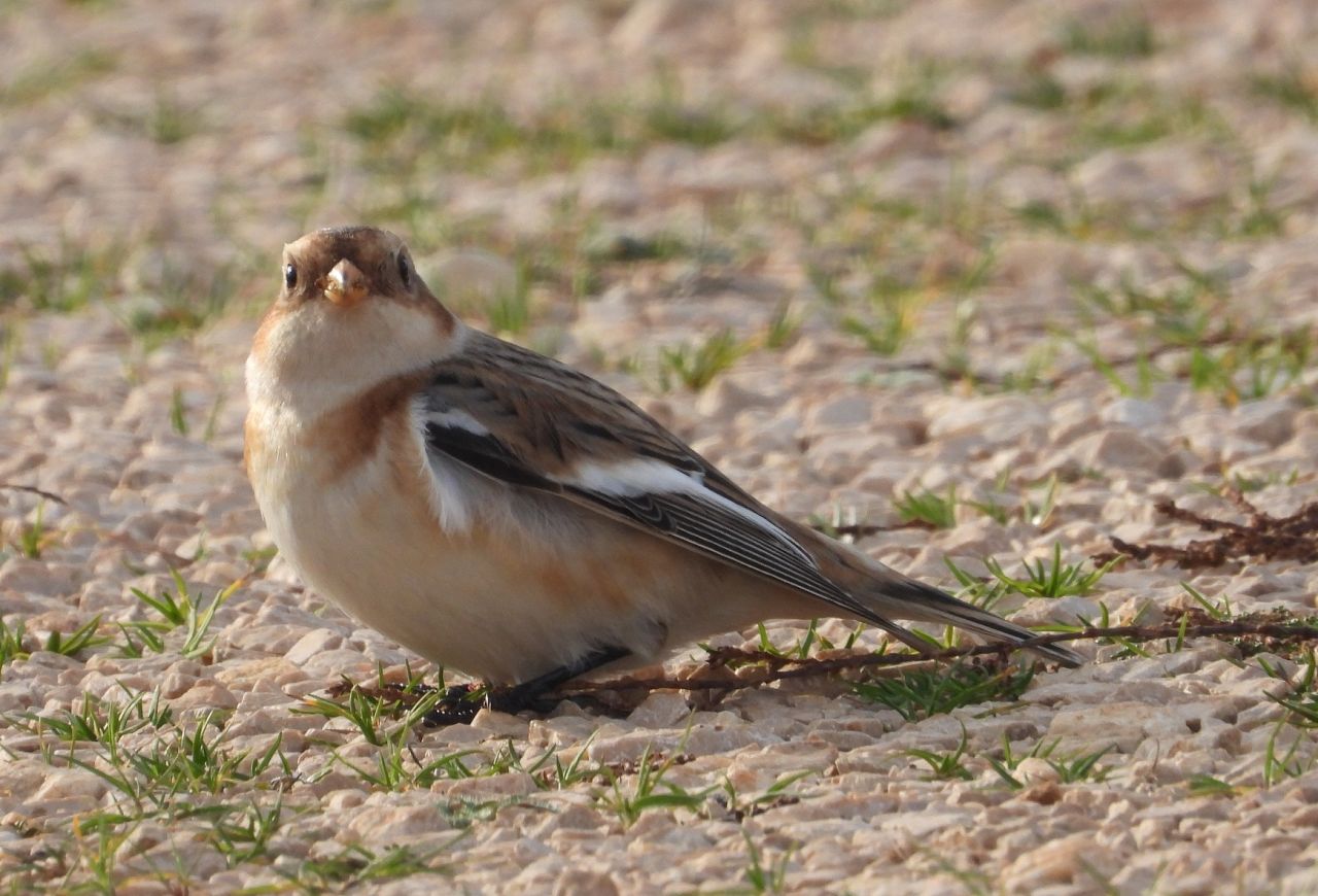 Bijela strnadica plectrophenax nivalis 00 np krka