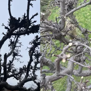 Drvo jabuke, rasprave o turizmu i lekcija o drugačijoj perspektivi