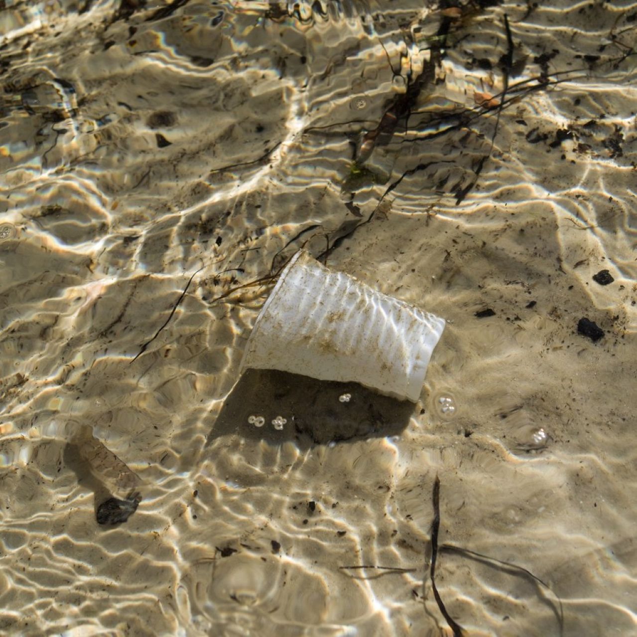 plastična čaša u moru, otpad, smeće, Blanka