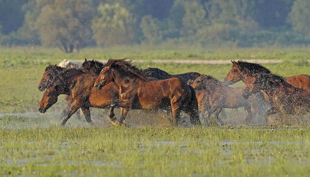 Posavski konji u lonjskom polju boris krstinic