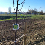 U sklopu projekta 'Hrvatska prirodno tvoja' u Vinkovcima posađeno po pet sadnica javora i lipe