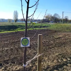 U sklopu projekta 'Hrvatska prirodno tvoja' u Vinkovcima posađeno po pet sadnica javora i lipe