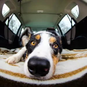 Pet-friendly turizam nije marketing: Slovenija uvodi pravila koja podižu standard destinacije