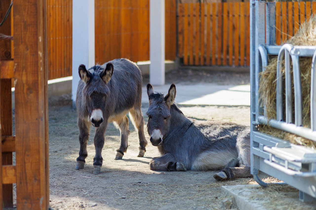 Slavonsko selo zoo vrt osijek obiteljski turizam turisticka zajednica grada osijeka 2