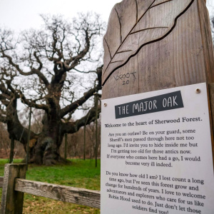 Od masovnog turizma do zaštite baštine: Turistički izazovi nakon gubitka povijesnog stabla
