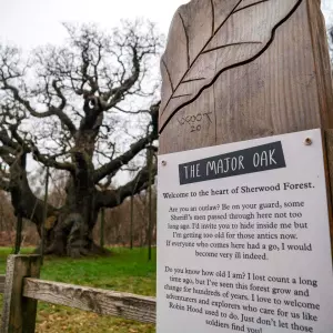 Od masovnog turizma do zaštite baštine: Turistički izazovi nakon gubitka povijesnog stabla