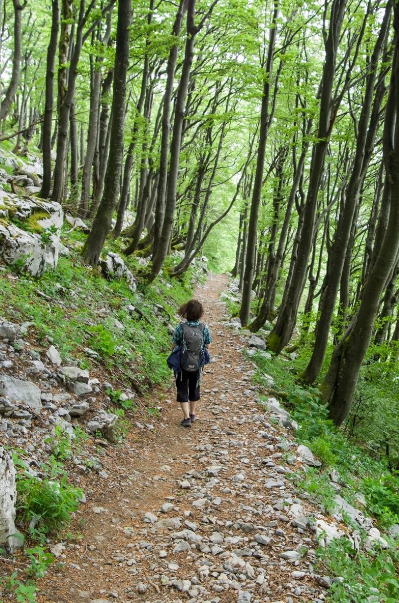 Risnjak šuma šetnica Blanka