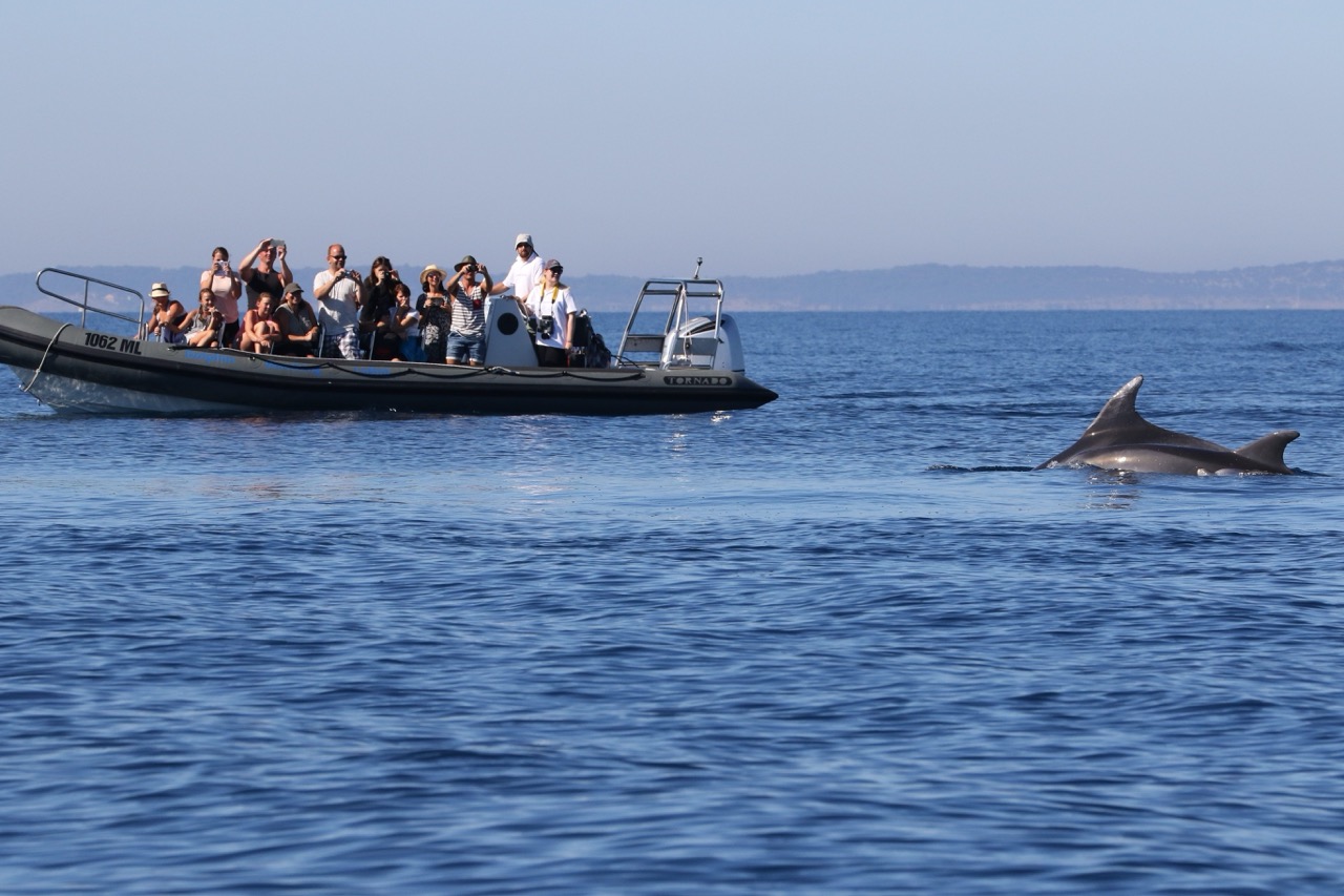 To do on cres losinj dozivljaji otoka na jednom mjestu izvor blue world institute large