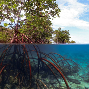 Zeleni štit koji hrani zajednicu: Kako mangrove pretvaraju ekologiju u egzistenciju
