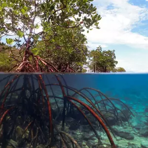 Zeleni štit koji hrani zajednicu: Kako mangrove pretvaraju ekologiju u egzistenciju