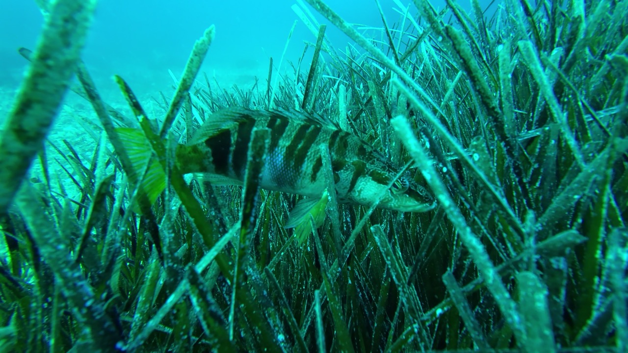 Posidonija arhiva blue world institute large